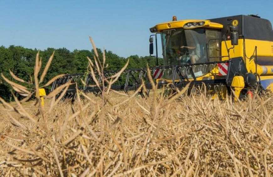 Жнива-2021: аграрії України завершують збирання ріпаку