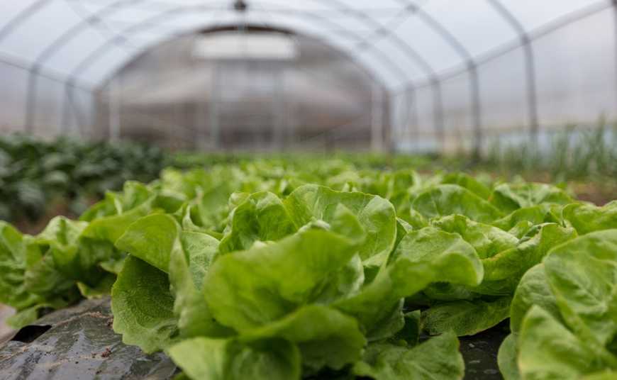 За три роки в Україні побудували майже 120 га теплиць