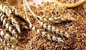 Україна продала за кордон 38,15 мільйонів тонн зерна