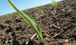Оптимізація азотного живлення кукурудзи