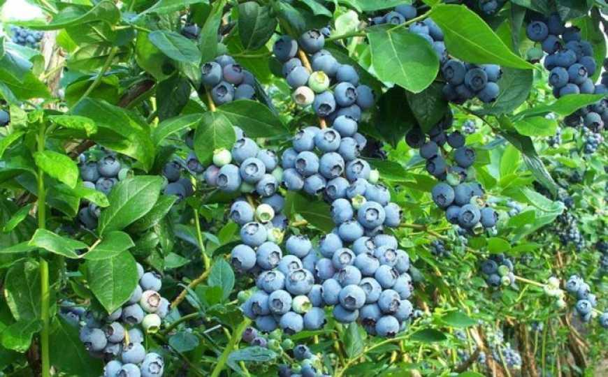 Україна увірвалася до трійки світових лідерів за темпами посадки лохини