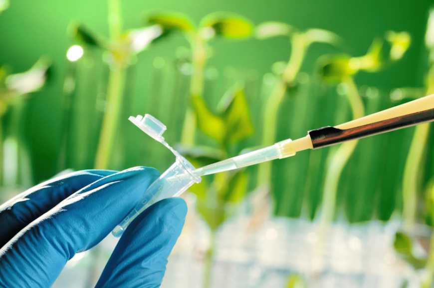 В Україні може бути скасоване обов'язкове страхування при випробуваннях ГМО та зберіганні зерна