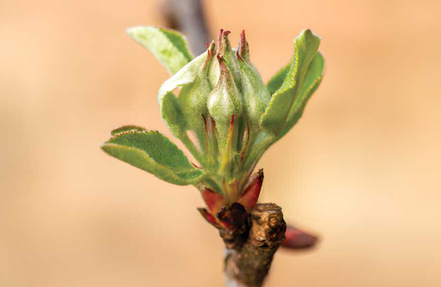 Контроль хвороб садів, ягідників та виноградників