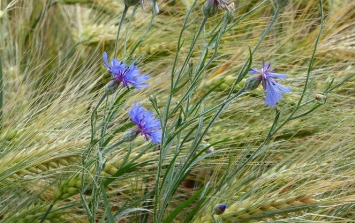 ЄС на п’ять років продовжив дозвіл на використання гліфосату