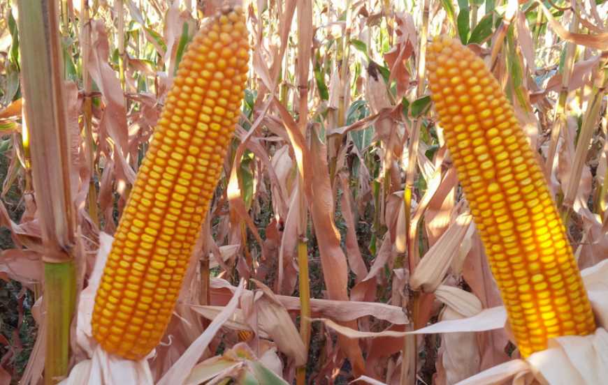 Стратегія вирощування кукурудзи: час корегувань