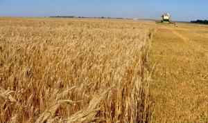 Обсяги виробництва продукції рослинництва цього року зменшаться на 3,4%