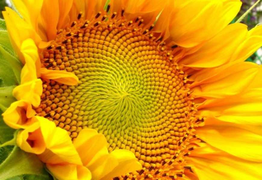 Виробництво рослинних олій впало на 7%.