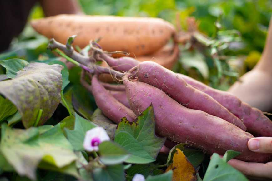 Експерти назвали овочі, виробництво яких в Україні зростає найбільше