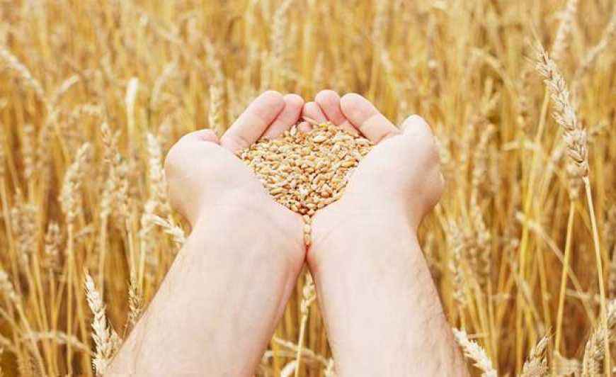 Україна зменшила експорт зерна вперше за останні 5 років