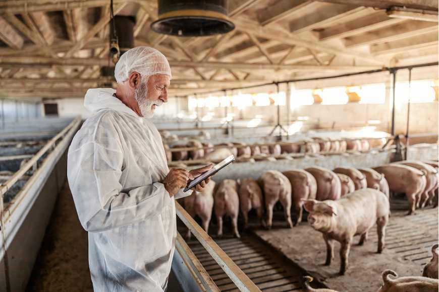 KSG Agro розпочав новий етап програми працевлаштування ВПО на свинокомплексі на Дніпропетровщині