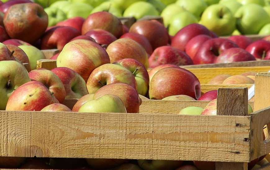 Цьогоріч яблука на 40% дешевше, ніж минулого року
