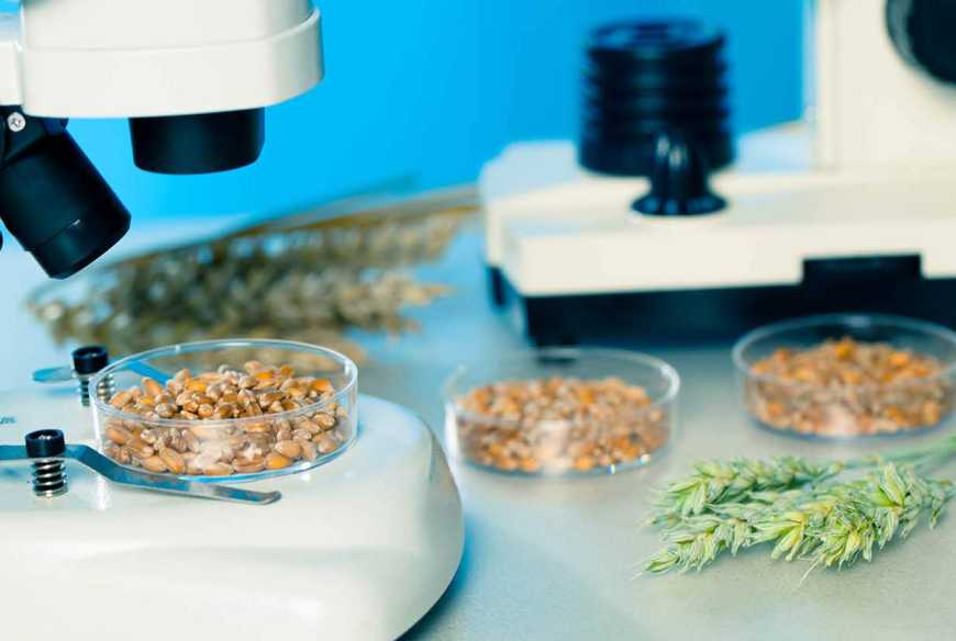 В Україні затверджено нову редакцію Порядку фітосанітарного контролю насіння