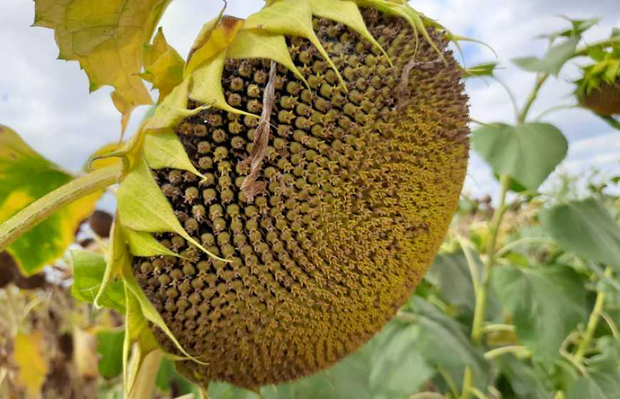 Експерти прогнозують зростання цін на соняшник