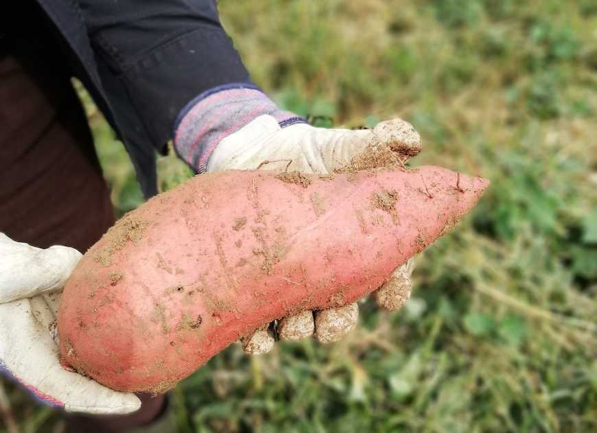 Україна стрімко нарощує обсяги виробництва батату