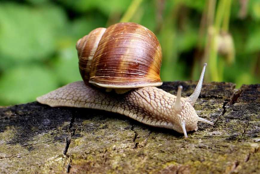 Як зробити бізнес на равликах: литовці діляться секретами успіху