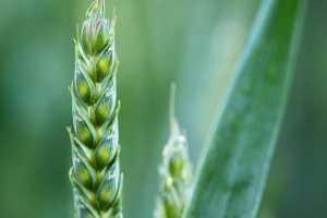 Система фунгіцидного захисту озимої пшениці компанії BASF— інвестиції, перевірені часом