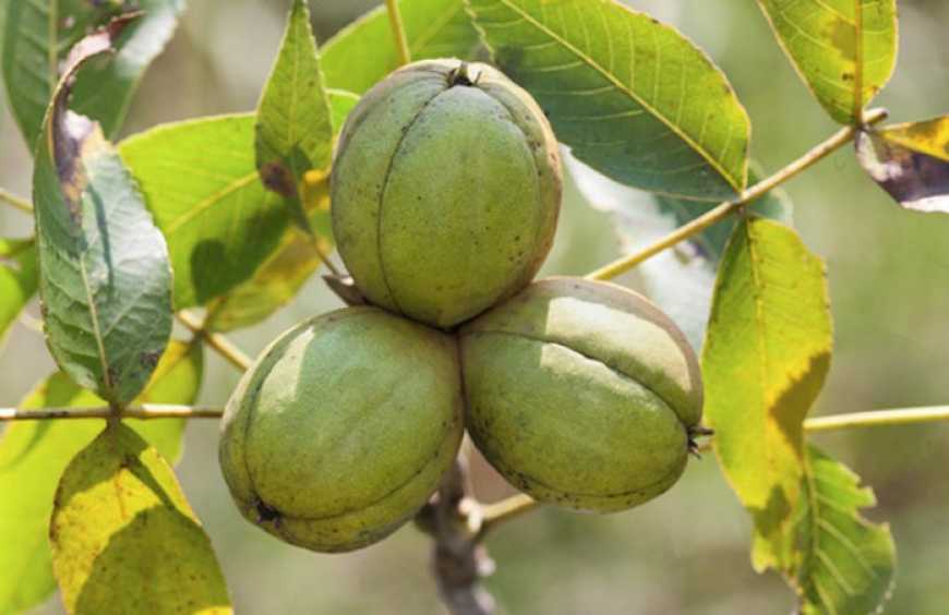 Екзотичний горіх гікорі вирощують на Вінничині