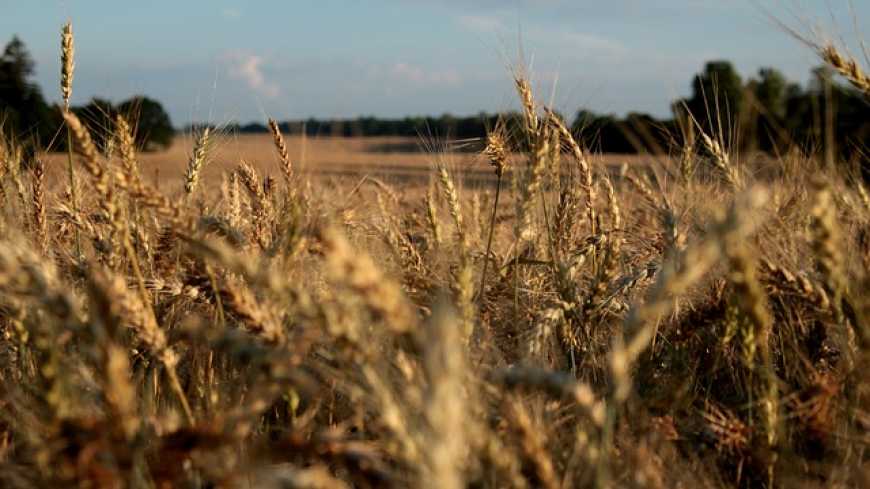 Погіршення якості пшениці вплине на доходи аграріїв – УАК