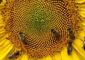 Леонід Веред: &laquo;Нині Україна входить у трійку-п'ятірку найбільших експортерів меду&raquo;