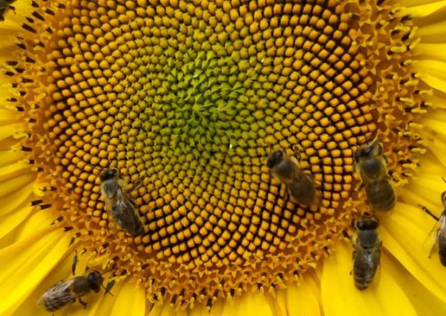 Леонід Веред: &laquo;Нині Україна входить у трійку-п'ятірку найбільших експортерів меду&raquo;