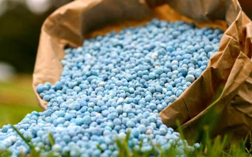 Пшениця потребує мінеральних добрив
