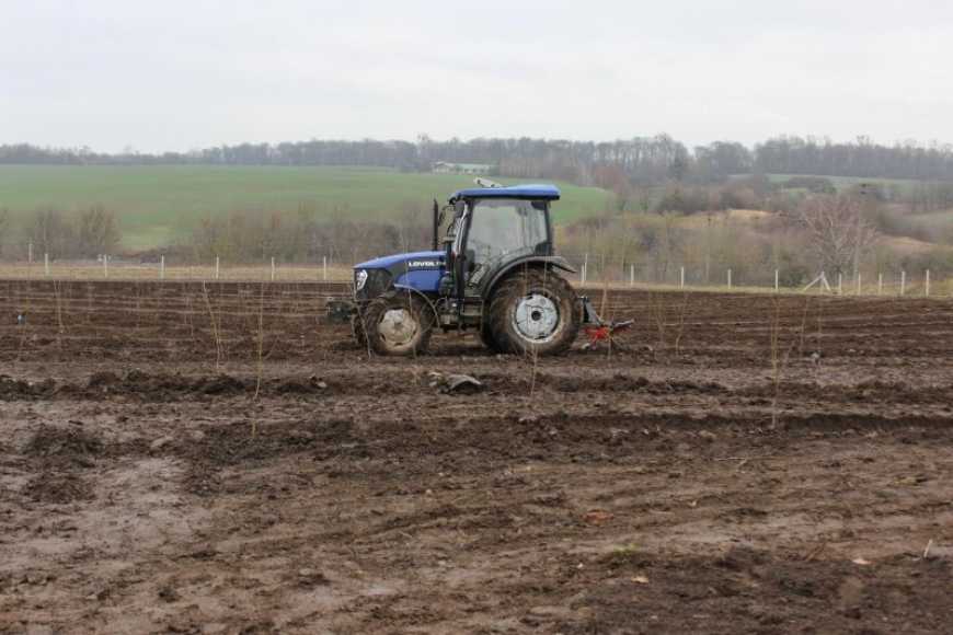 На Волині заклали майже 50 га вишневого саду