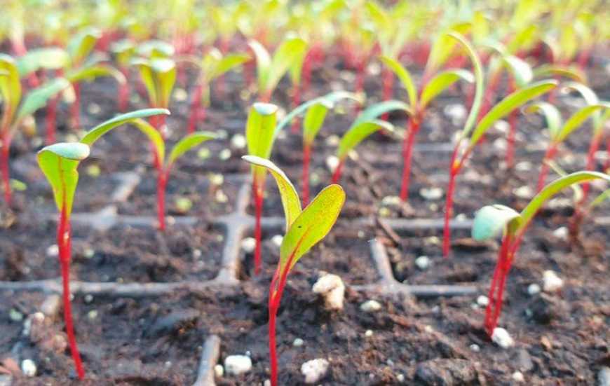 На Миколаївщині вирощуватимуть ранній буряк із розсади