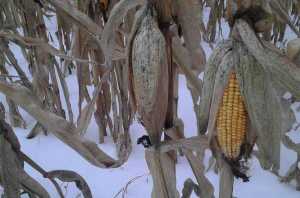 Вплив проморожування на насіннєві качани кукурудзи