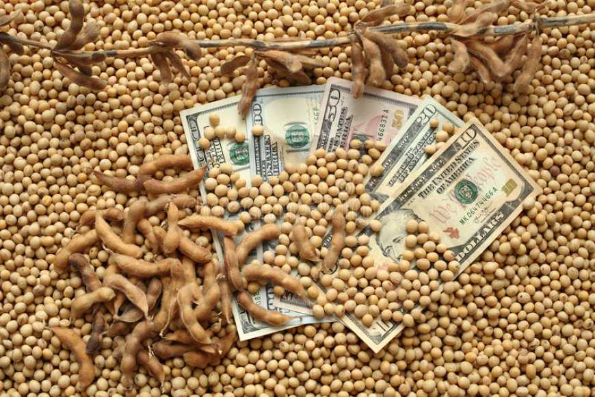 Ринок сої: в Україні продовжують знижуватися ціни