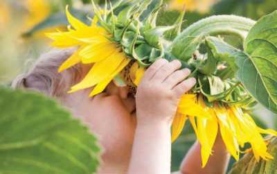 Вплив погодних умов на продуктивність соняшнику