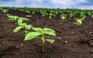 Гербіцидні рішення для окремих виробничих систем вирощування соняшника
