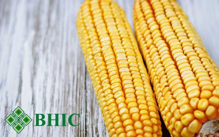 Урожайність і вологість гібридів кукурудзи. Дані з демополів