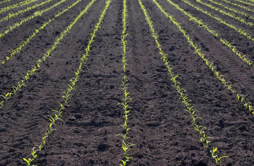 Базовий гербіцидний захист кукурудзи