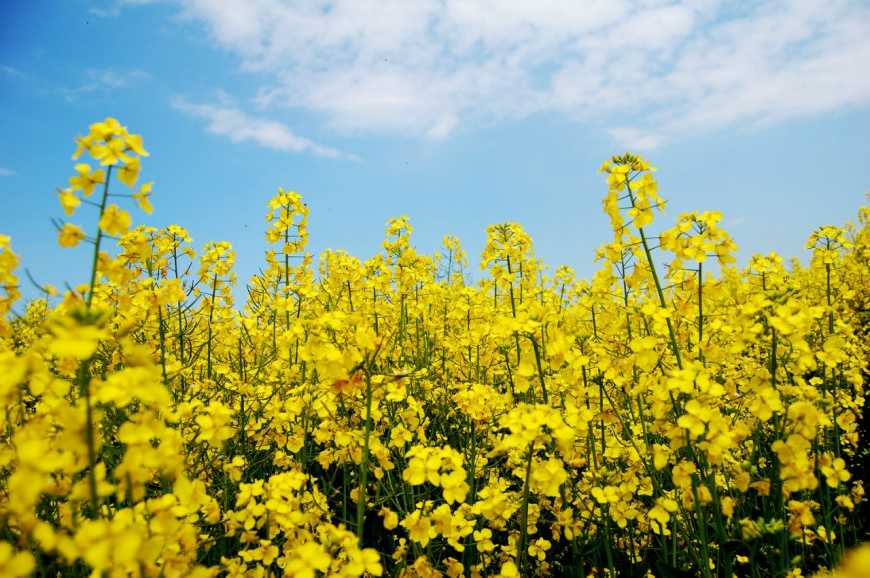 Захист посівів ріпаку озимого навесні від компанії Corteva Agriscience
