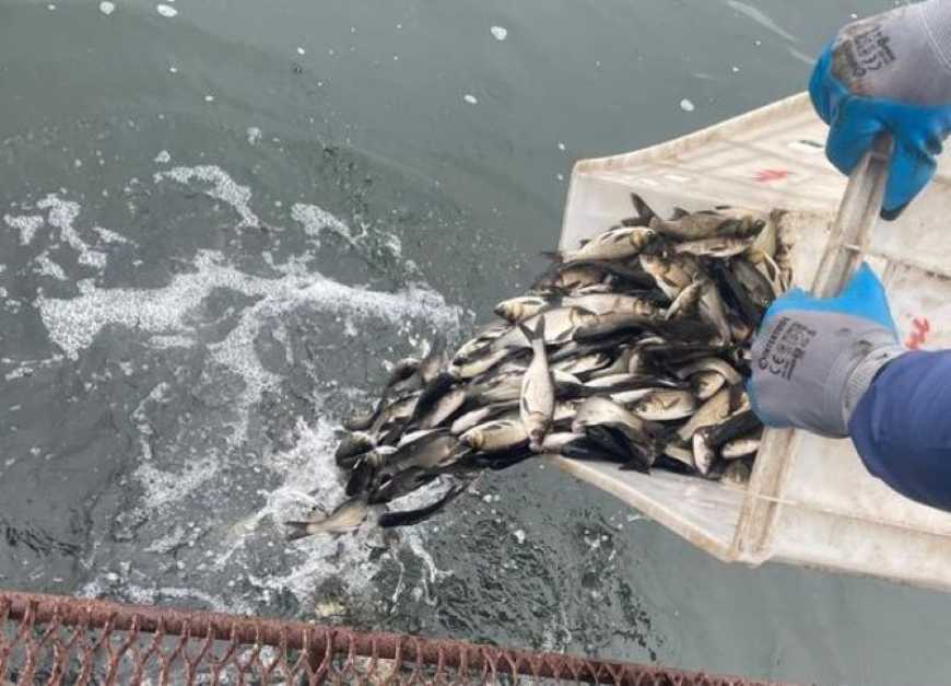 У водоймах України оселилися ще понад 470 тисяч рибин