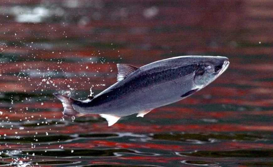 На Полтавщині вирощуватимуть лосося