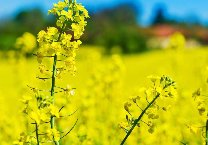 Аграріям можна розраховувати на хороший урожай ріпаку - експерти