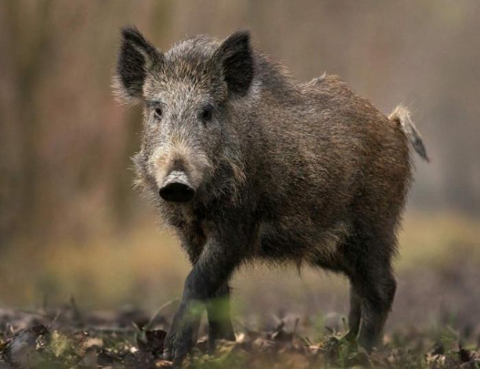 Нові випадки АЧС в Сумській та Тернопільській областях