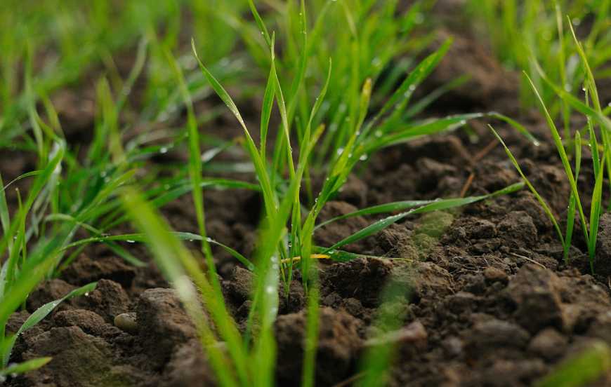 Укргідрометеоцентр: погодні умови в Україні були сприятливими для розвитку озимих культур