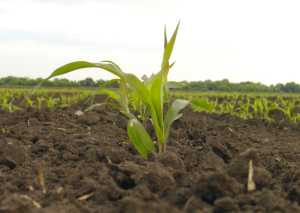 Вплив добрив і густоти рослин на формування продуктивності гібридів кукурудзи різних груп стиглості