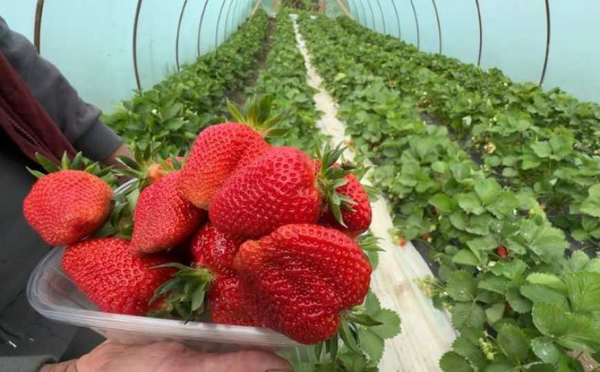 Суничну ферму на Хмельниччині заснувала переселенка з Херсонщини
