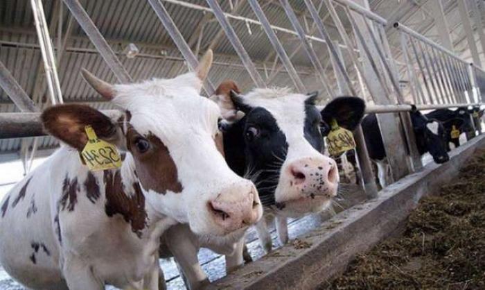 Поголів’я ВРХ в Україні зменшується, хоча й не такими швидкими темпами, як минулі роки