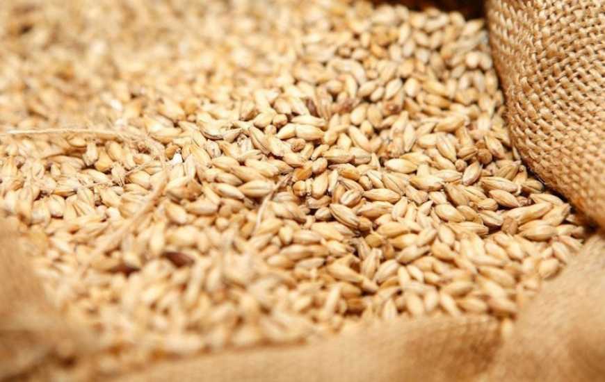 Ринок пшениці: в Україні може накопичитися 5 млн тонн нереалізованого зерна