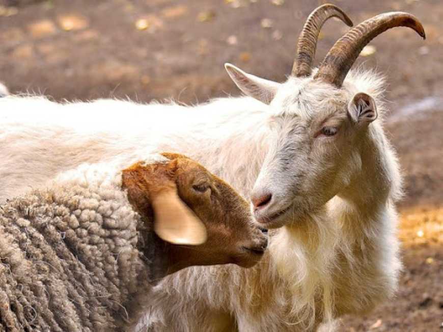 Україна торік значно збільшила експорт овець і кіз