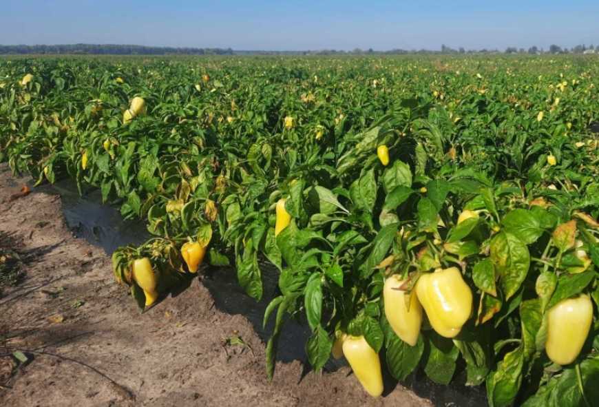 На Волині агропідприємство збільшить виробництво овочів та займеться їх переробкою