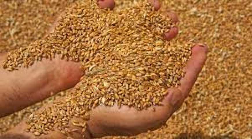 За рік світ чекає голод без української агропродукції
