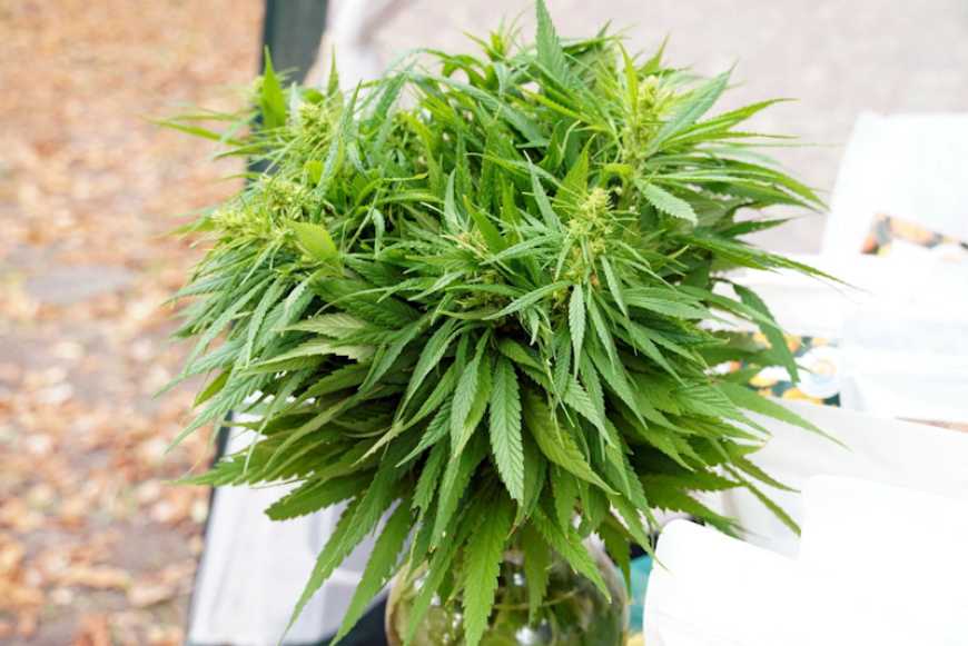 На Сумщині відбувся всеукраїнський науково-практичний семінар із розвитку коноплярства