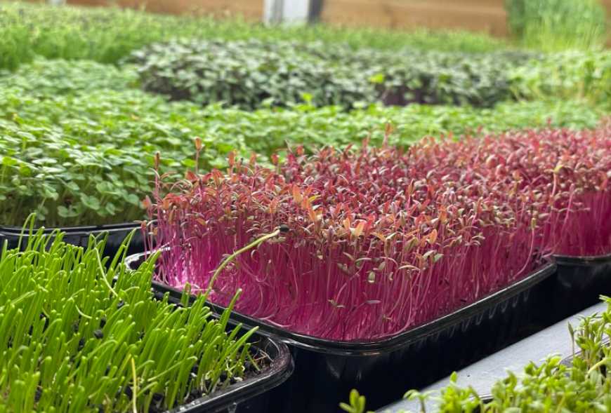 Фермерка з Луцька вирощує більше 10 видів мікрозелені для торгових мереж