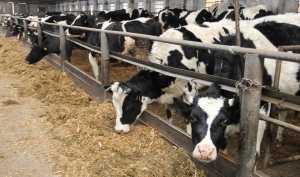 Промислове поголів’я ВРХ у І кварталі скоротилося на 10%
