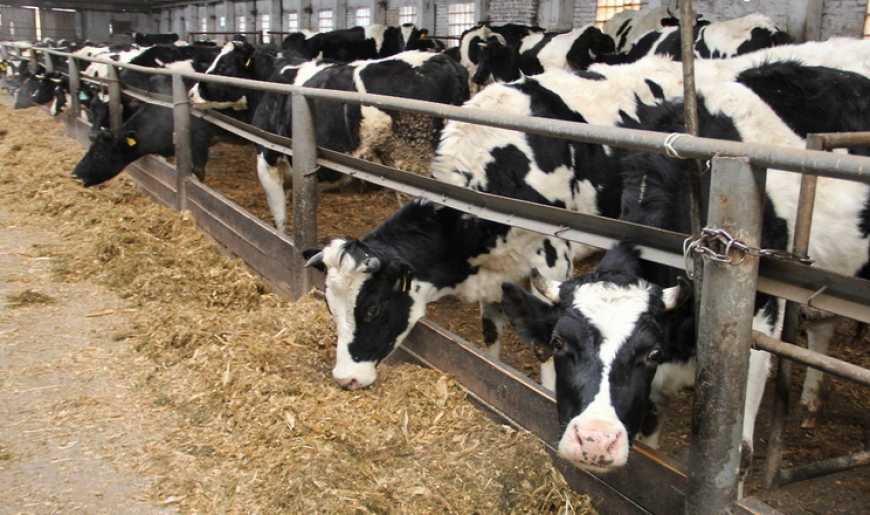 Промислове поголів’я ВРХ у І кварталі скоротилося на 10%